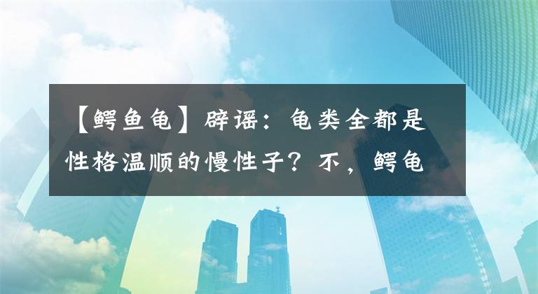 【鱷魚龜】辟謠：龜類全都是性格溫順的慢性子？不，鱷龜就是很不好惹的大佬