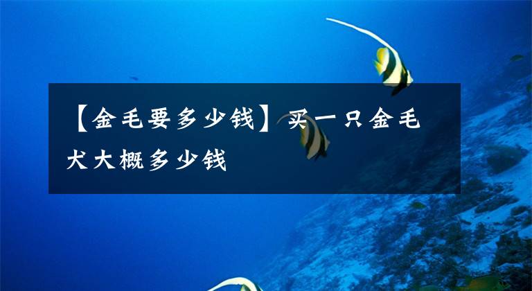 【金毛要多少錢】買一只金毛犬大概多少錢