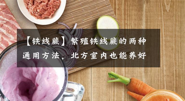 【鐵線蕨】繁殖鐵線蕨的兩種通用方法，北方室內(nèi)也能養(yǎng)好鐵線蕨，不怕葉黃