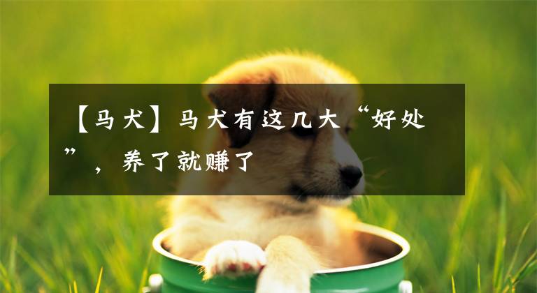 【馬犬】馬犬有這幾大“好處”，養(yǎng)了就賺了