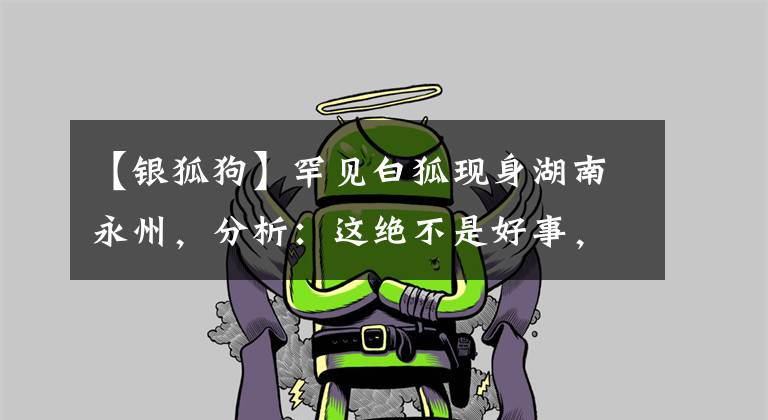 【銀狐狗】罕見白狐現(xiàn)身湖南永州，分析：這絕不是好事，看到白狐一定要警惕