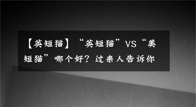 【英短貓】“英短貓”VS“美短貓”哪個(gè)好？過(guò)來(lái)人告訴你，差別很大