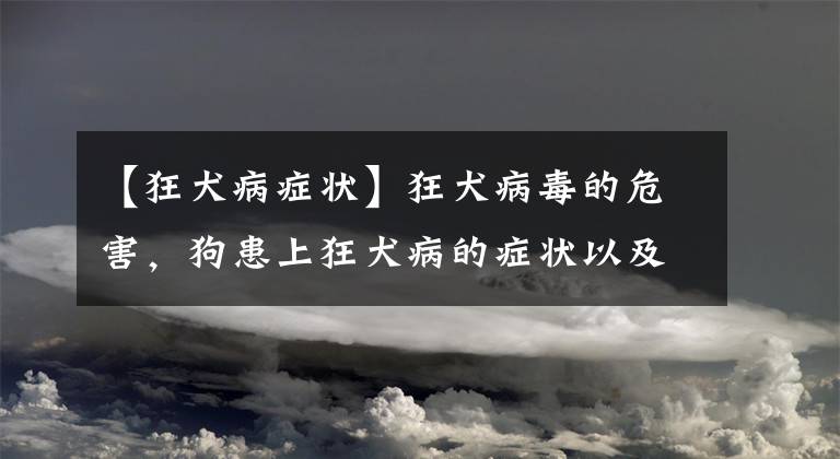 【狂犬病癥狀】狂犬病毒的危害，狗患上狂犬病的癥狀以及預防作為主人的你了解么