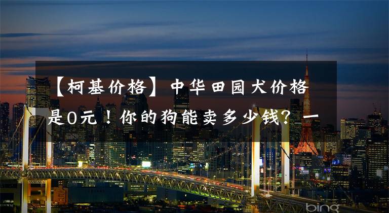 【柯基價格】中華田園犬價格是0元！你的狗能賣多少錢？一查就知道