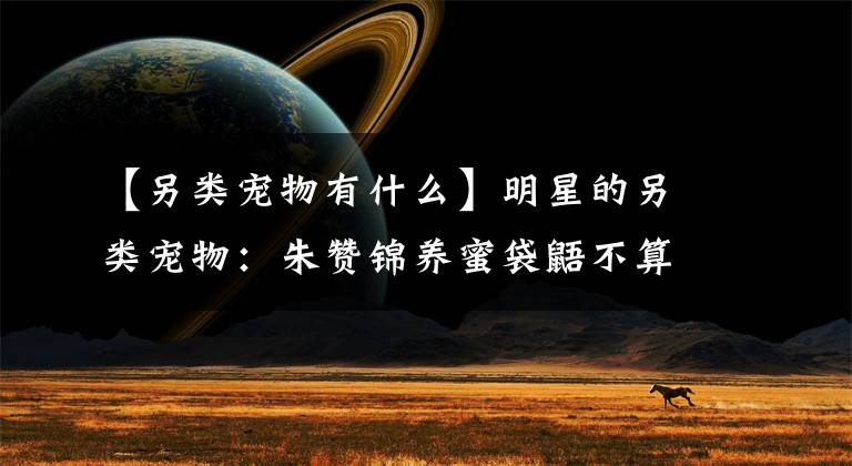 【另類寵物有什么】明星的另類寵物：朱贊錦養(yǎng)蜜袋鼯不算啥，陳喬恩這個認(rèn)真的嗎