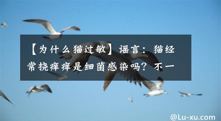 【為什么貓過敏】謠言：貓經(jīng)常撓癢癢是細菌感染嗎？不一定?？赡苁沁^敏引起的皮膚病。