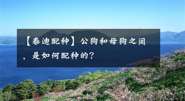 【泰迪配種】公狗和母狗之間，是如何配種的？