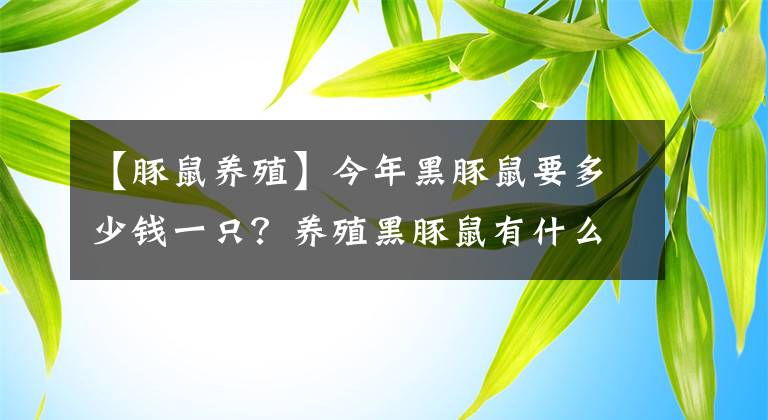 【豚鼠養(yǎng)殖】今年黑豚鼠要多少錢一只？養(yǎng)殖黑豚鼠有什么優(yōu)勢？經(jīng)濟價值有哪些