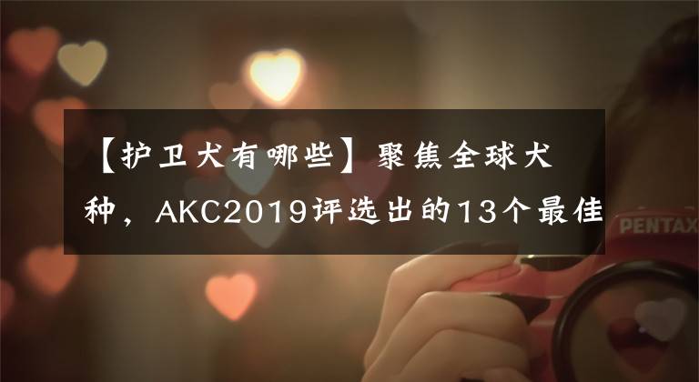 【護衛(wèi)犬有哪些】聚焦全球犬種，AKC2019評選出的13個最佳家庭護衛(wèi)犬