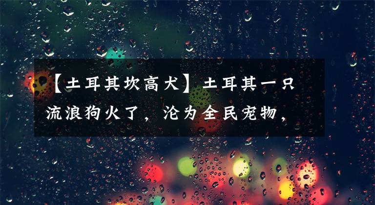 【土耳其坎高犬】土耳其一只流浪狗火了，淪為全民寵物，吸粉6萬(wàn)，人氣爆棚