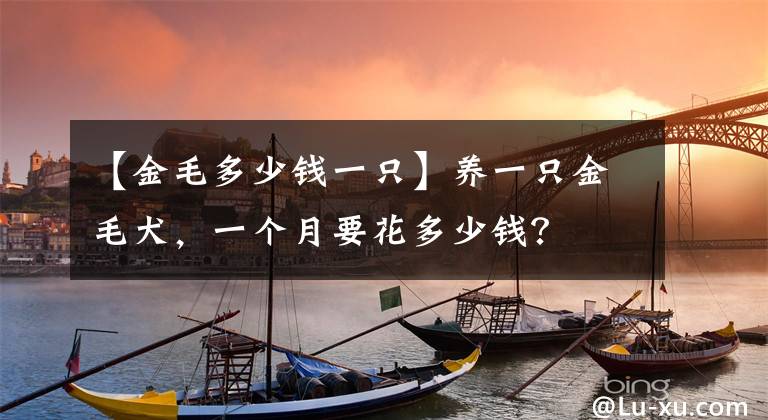 【金毛多少錢一只】養(yǎng)一只金毛犬，一個(gè)月要花多少錢？