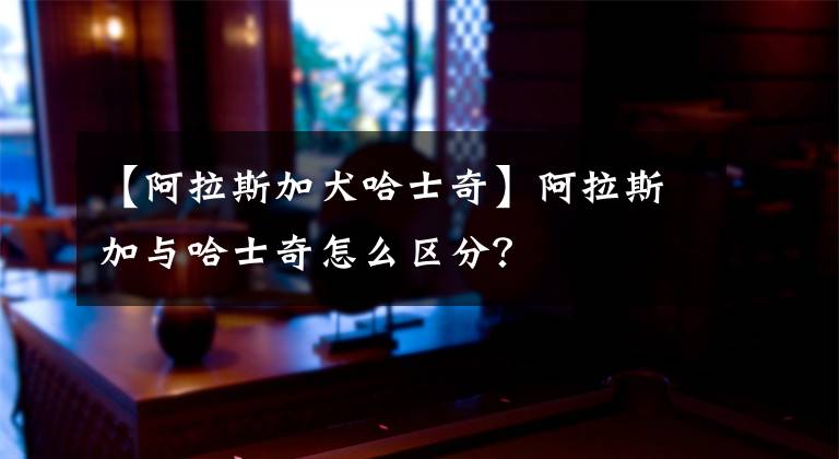 【阿拉斯加犬哈士奇】阿拉斯加與哈士奇怎么區(qū)分？