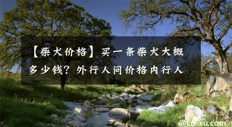 【柴犬價格】買一條柴犬大概多少錢？外行人問價格內(nèi)行人看品相