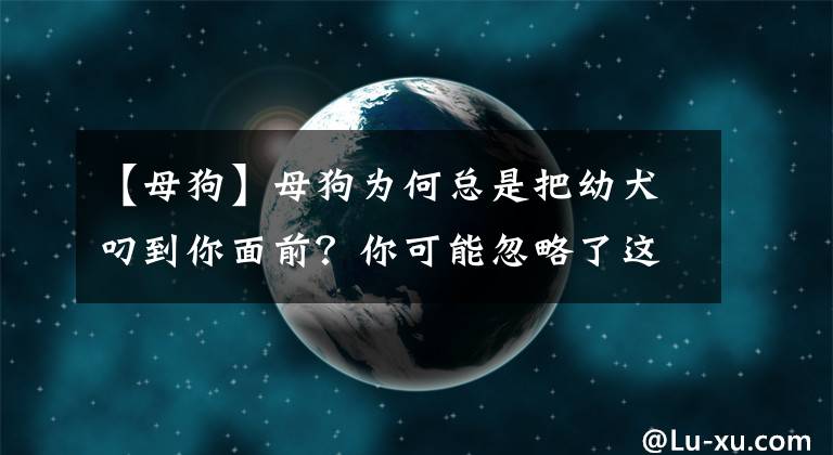 【母狗】母狗為何總是把幼犬叼到你面前？你可能忽略了這些