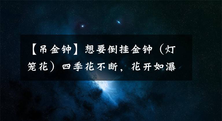 【吊金鐘】想要倒掛金鐘（燈籠花）四季花不斷，花開如瀑布？這些經(jīng)驗(yàn)要知道