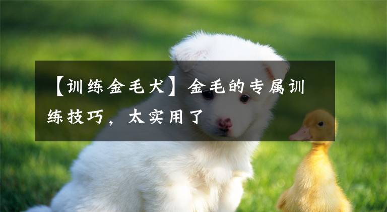 【訓(xùn)練金毛犬】金毛的專屬訓(xùn)練技巧，太實(shí)用了