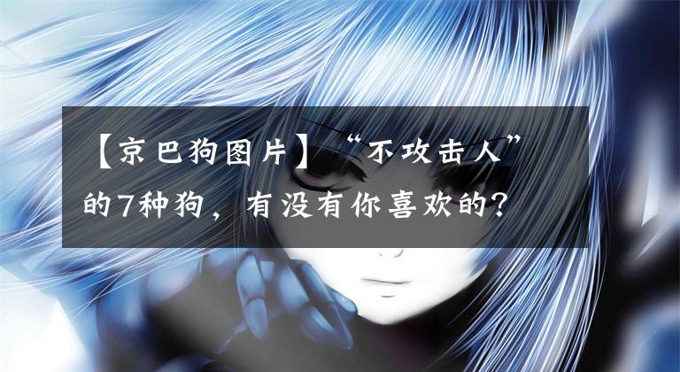 【京巴狗圖片】“不攻擊人”的7種狗，有沒有你喜歡的？