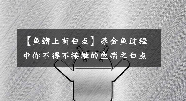 【魚鰭上有白點(diǎn)】養(yǎng)金魚過(guò)程中你不得不接觸的魚病之白點(diǎn)