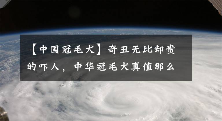 【中國冠毛犬】奇丑無比卻貴的嚇人，中華冠毛犬真值那么多錢？