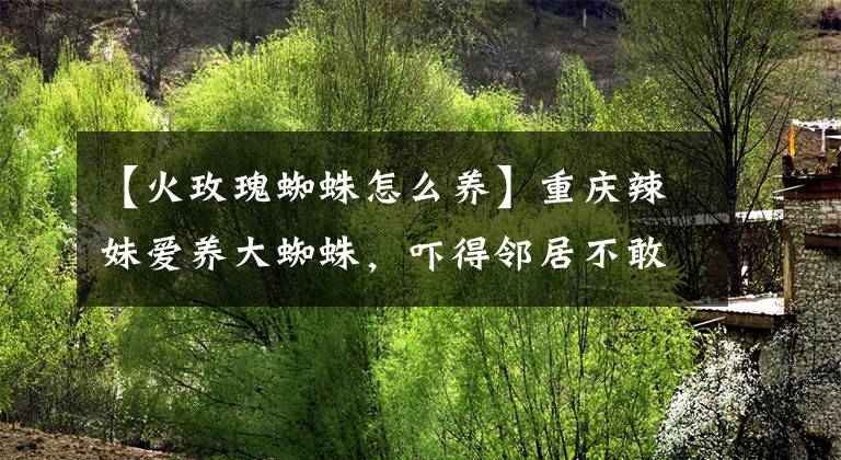 【火玫瑰蜘蛛怎么養(yǎng)】重慶辣妹愛養(yǎng)大蜘蛛，嚇得鄰居不敢來串門