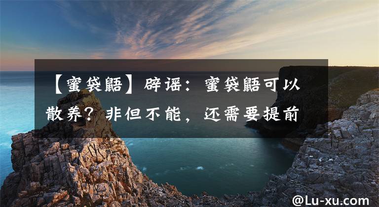 【蜜袋鼯】辟謠：蜜袋鼯可以散養(yǎng)？非但不能，還需要提前準(zhǔn)備好這些飼養(yǎng)用具