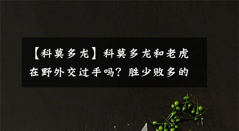 【科莫多龍】科莫多龍和老虎在野外交過手嗎？勝少敗多的是老虎？