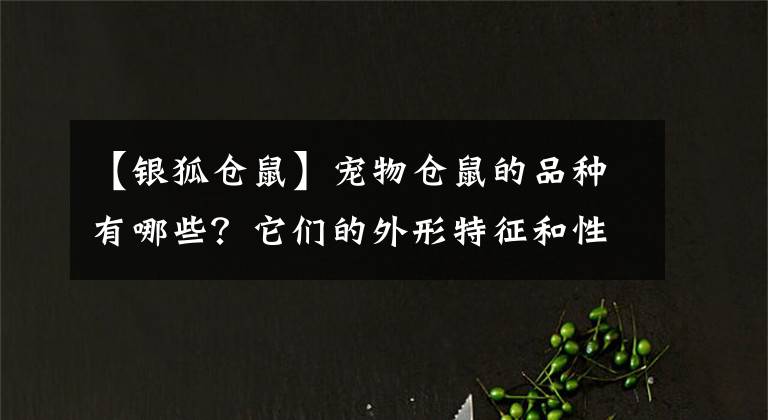 【銀狐倉鼠】寵物倉鼠的品種有哪些？它們的外形特征和性格是怎樣的？