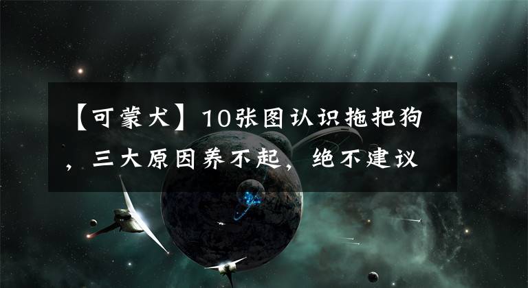 【可蒙犬】10張圖認識拖把狗，三大原因養(yǎng)不起，絕不建議新手飼養(yǎng)