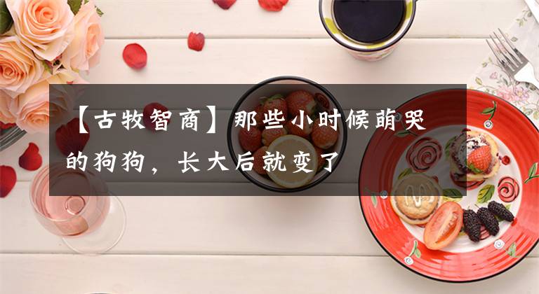 【古牧智商】那些小時(shí)候萌哭的狗狗，長(zhǎng)大后就變了