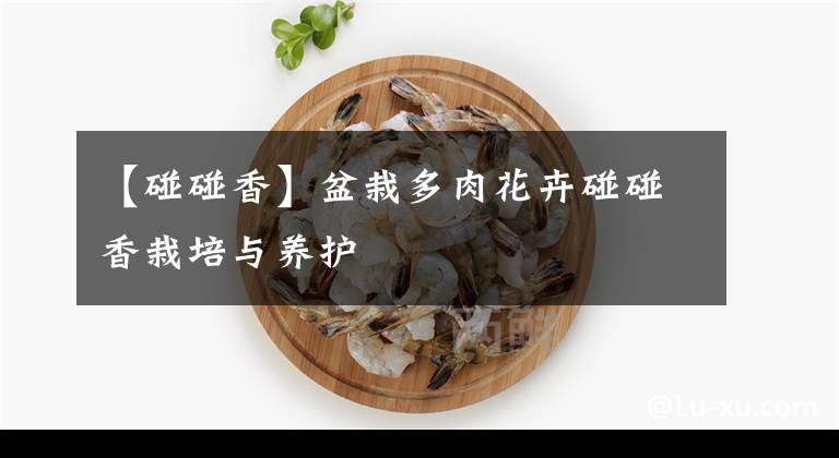 【碰碰香】盆栽多肉花卉碰碰香栽培與養(yǎng)護(hù)