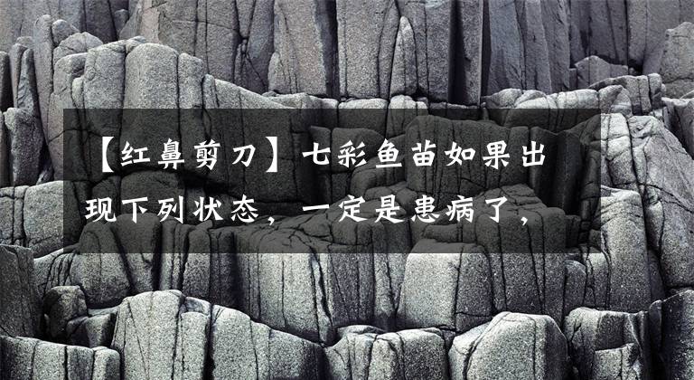 【紅鼻剪刀】七彩魚(yú)苗如果出現(xiàn)下列狀態(tài)，一定是患病了，及時(shí)治療完全能夠康復(fù)