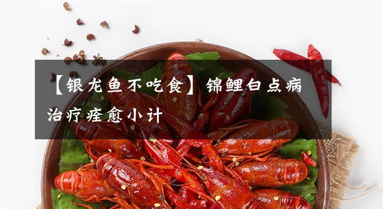 【銀龍魚不吃食】錦鯉白點病治療痊愈小計