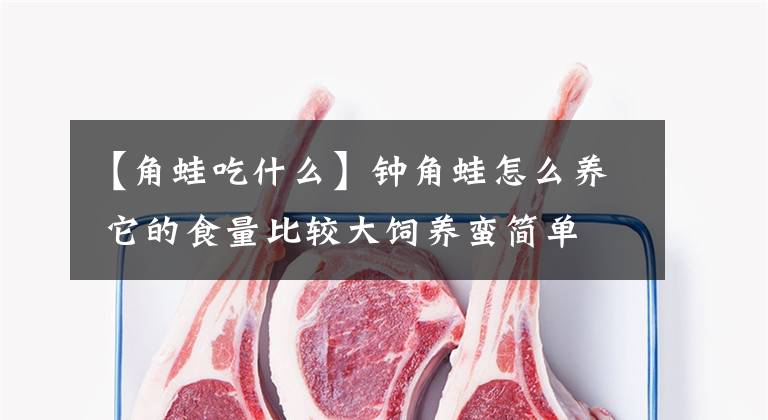 【角蛙吃什么】鐘角蛙怎么養(yǎng) 它的食量比較大飼養(yǎng)蠻簡單