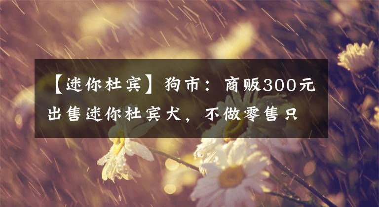 【迷你杜賓】狗市：商販300元出售迷你杜賓犬，不做零售只做批發(fā)！