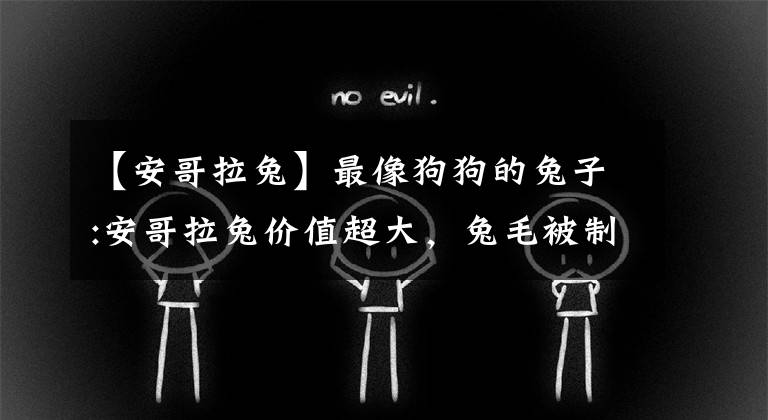 【安哥拉兔】最像狗狗的兔子:安哥拉兔價值超大，兔毛被制造奢侈衣物