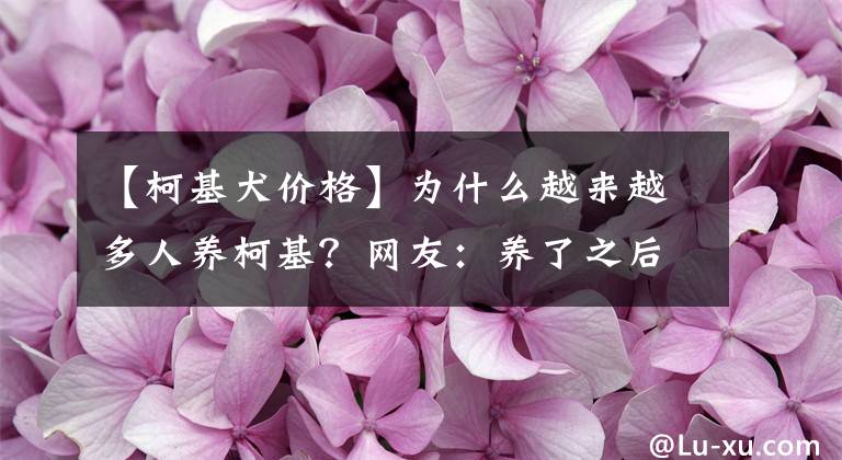 【柯基犬價格】為什么越來越多人養(yǎng)柯基？網(wǎng)友：養(yǎng)了之后就不想換狗了