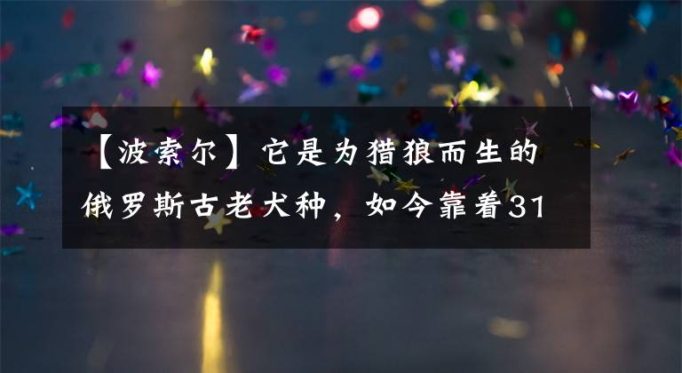 【波索爾】它是為獵狼而生的俄羅斯古老犬種，如今靠著31厘米長的大鼻子走紅