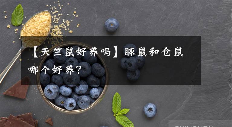 【天竺鼠好養(yǎng)嗎】豚鼠和倉鼠哪個(gè)好養(yǎng)？