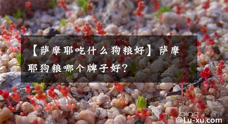 【薩摩耶吃什么狗糧好】薩摩耶狗糧哪個牌子好？