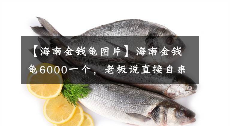 【海南金錢龜圖片】海南金錢龜6000一個(gè)，老板說直接自來水養(yǎng)？大家看看值不值！