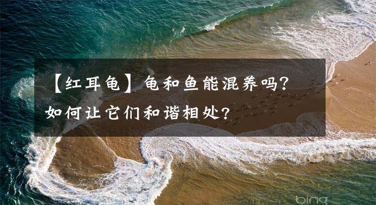 【紅耳龜】龜和魚能混養(yǎng)嗎？如何讓它們和諧相處?