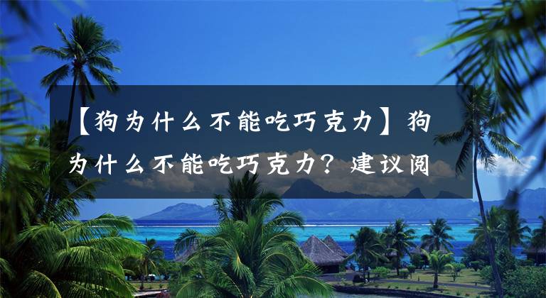 【狗為什么不能吃巧克力】狗為什么不能吃巧克力？建議閱讀此文