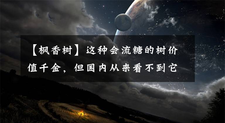 【楓香樹】這種會流糖的樹價值千金，但國內(nèi)從來看不到它，這是為什么？