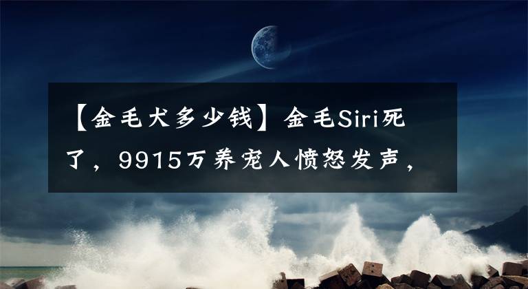 【金毛犬多少錢】金毛Siri死了，9915萬養(yǎng)寵人憤怒發(fā)聲，狗不只是一件貨物