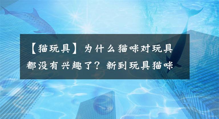 【貓玩具】為什么貓咪對玩具都沒有興趣了？新到玩具貓咪滾地龍玩耍秀