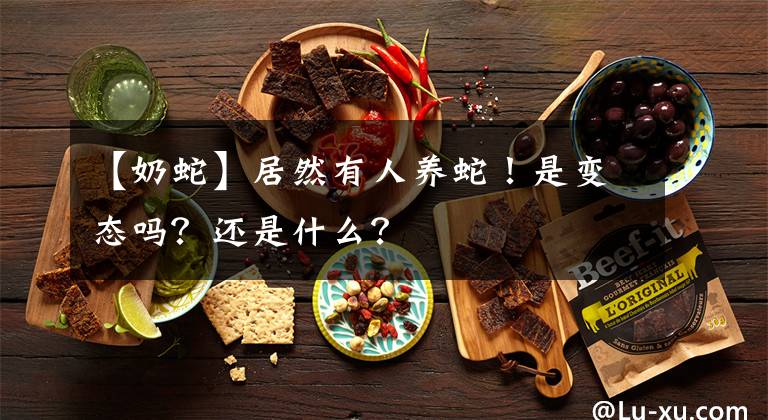 【奶蛇】居然有人養(yǎng)蛇！是變態(tài)嗎？還是什么？