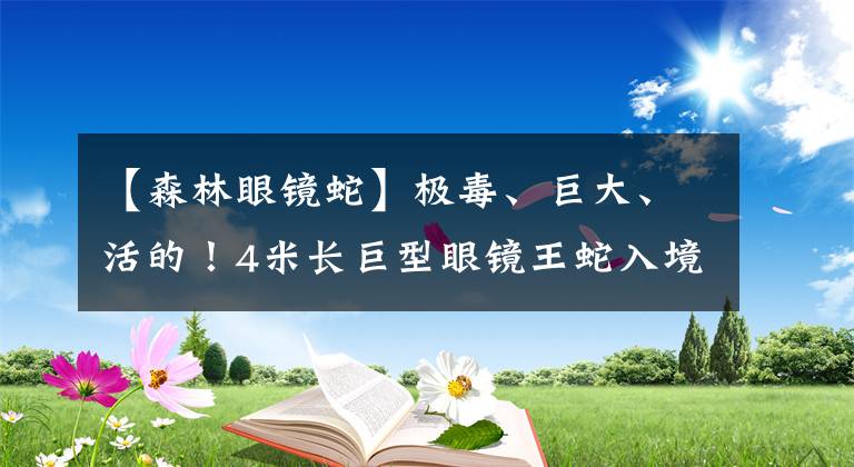 【森林眼鏡蛇】極毒、巨大、活的！4米長(zhǎng)巨型眼鏡王蛇入境被截獲，今天熱搜第一！它怎么進(jìn)來(lái)的？