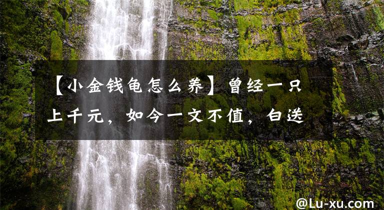 【小金錢龜怎么養(yǎng)】曾經(jīng)一只上千元，如今一文不值，白送都不要，到底咋了？