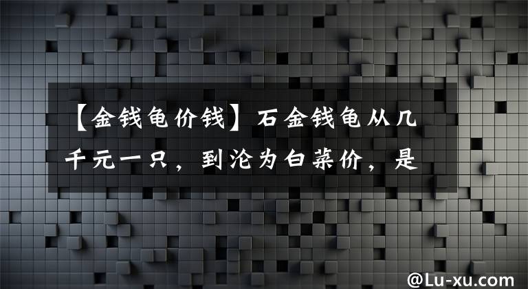 【金錢(qián)龜價(jià)錢(qián)】石金錢(qián)龜從幾千元一只，到淪為白菜價(jià)，是什么原因呢