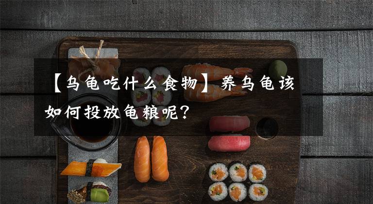 【烏龜吃什么食物】養(yǎng)烏龜該如何投放龜糧呢？